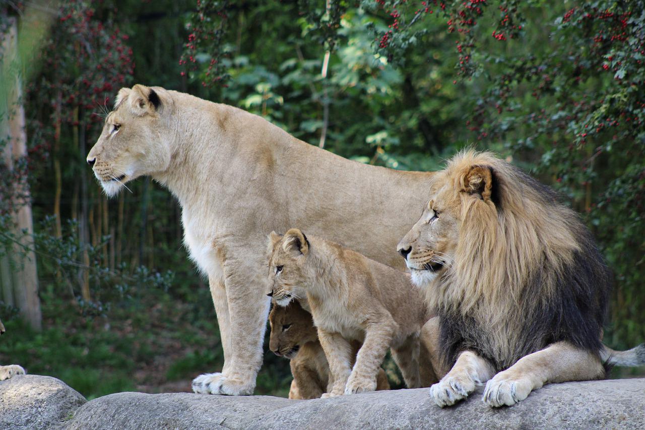 Unsere Löwenfamilie im Zoo Leipzig